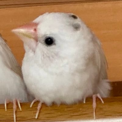 suzu_koubou's profile picture
