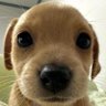 Profilbild von tonha da lua