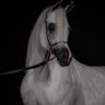 بن عـوض✨ profil fotoğrafı