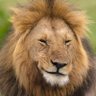 Aslan profil fotoğrafı