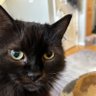 Profilbild von Rolling Black Cat