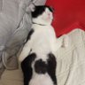 ははちゅう🐾 的头像