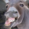 Profilbild von Adam Joel Keeney