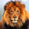 hairyhab profil fotoğrafı