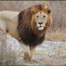 Egne profil fotoğrafı