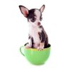 Pets Ningx's profile picture