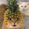 Profilbild von M Han