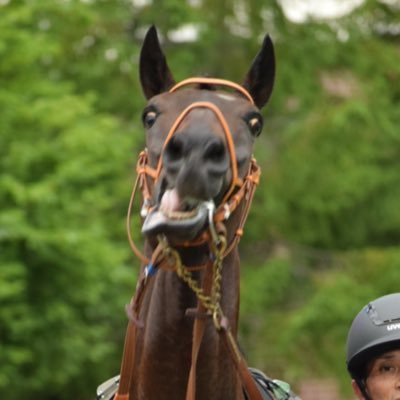 na_horselove's profile picture