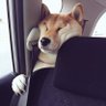 Фото профиля ペロぺアリーナ たつひこ