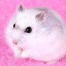 Pets Unlimited🐱🐶🎉's profile picture