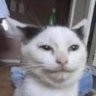 ChieGaming96's profile picture