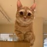 あかね's profile picture