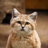 Moroccan Sand Cat ⛤'s profile picture