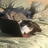 Tanzen_neko profil fotoğrafı