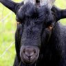 BigGoat's profile picture