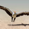 longneck's profile picture