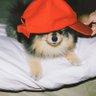 Sumu⁷/ 🥢 LAYO(ꪜ)ER 아포방포💜🔍⍤⃝🔍's profile picture