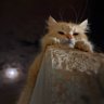 Mo’ ☽ ☥ profil fotoğrafı