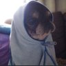 Profilbild von buzzrexmammy