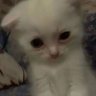 nose's profile picture