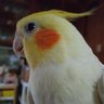 野風's profile picture