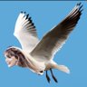 Profilbild von aubrey