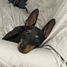 Vegas's profile picture