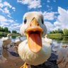 Duck Doug profil fotoğrafı