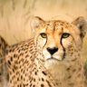 🐆 profil fotoğrafı