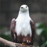 Profilbild von Angka