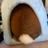 うさぎのしっぽ's profile picture