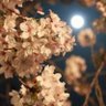 Profilbild von SAKURA