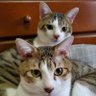 てちゃ profil fotoğrafı