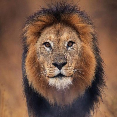 LionSightings's profile picture