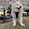 Profilbild von ちびれお