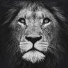 Limitless Trades's profile picture
