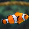 Фото профиля justafish