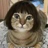 Profilbild von Meow