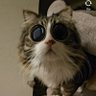 草园's profile picture
