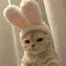 sher's profile picture