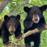 Yodes 🐻 的头像