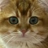 抠脚大汉's profile picture