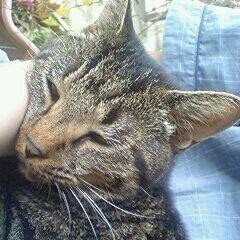pachi_taro's profile picture
