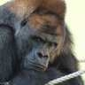 カチカチ(🦍)意識不明's profile picture