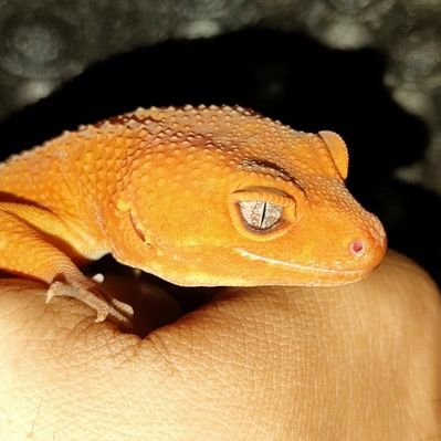 GeckoLifeJp's profile picture