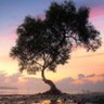 Profilbild von r.mangrove61