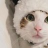 アム 的头像