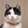 Фото профиля The Utopia Corp