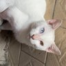 laolangzhong profil fotoğrafı