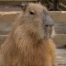 やす's profile picture
